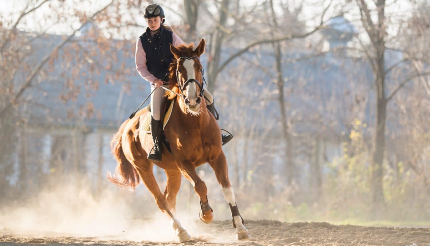 assurance cheval